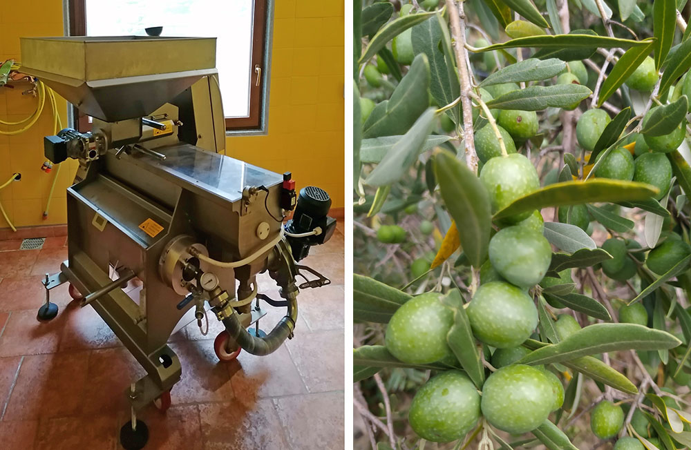 Il frantoio e le olive (in questo caso varietà Sant'Agostino)